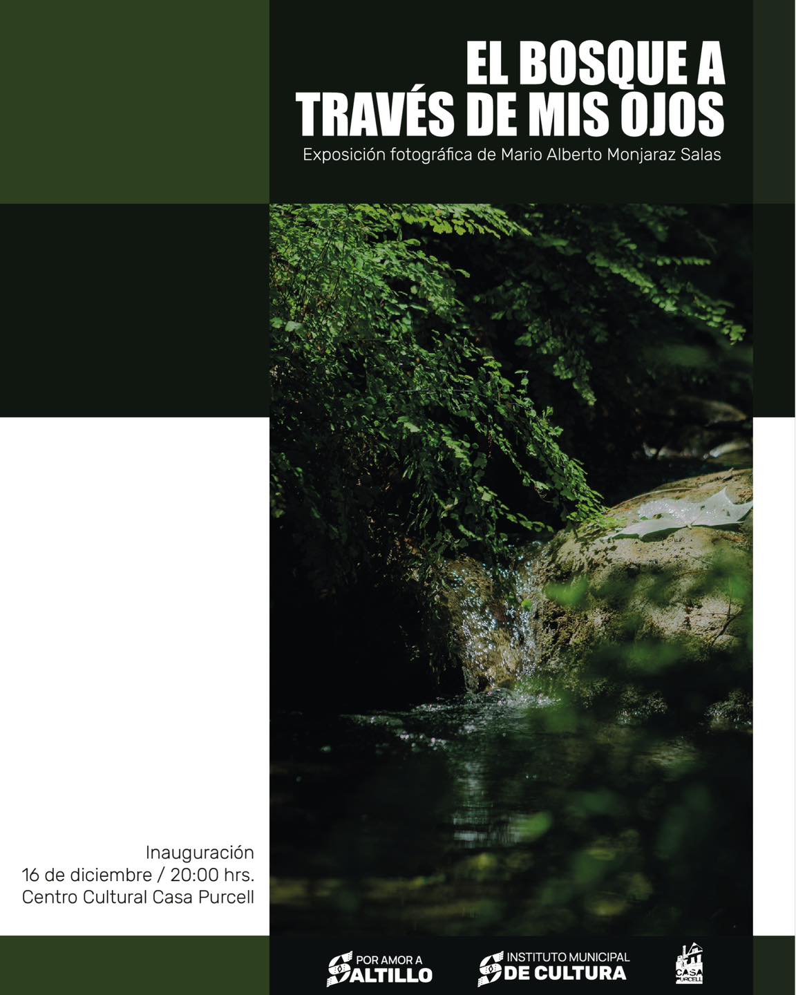 EL BOSQUE A TRAVÉS DE MIS OJOS - Bienvenidos a Saltillo